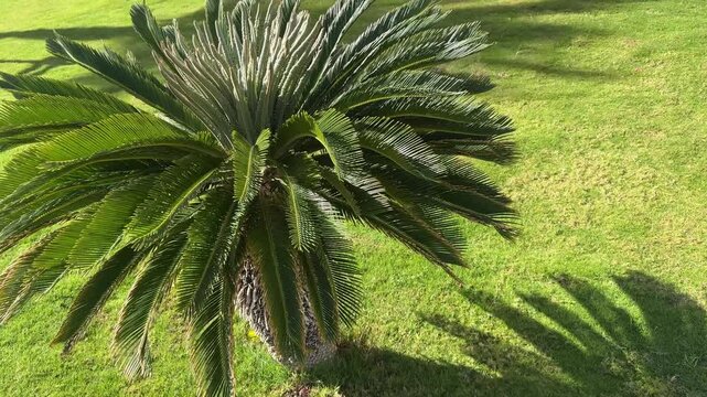 Shadow of a palm tree cast over green grass, sunlight filtering through fronds, creating a dappled natural pattern.