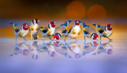 Goldfinches drinking water together. © Serkan Mutan