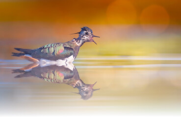 A water bird bathing. Lapbird. Natural background. © Serkan Mutan