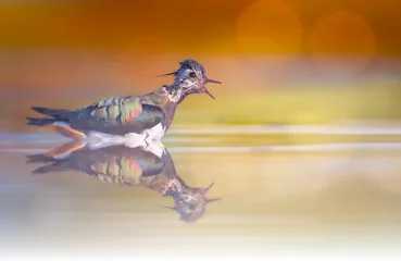 A water bird bathing. Lapbird. Natural background. © Serkan Mutan