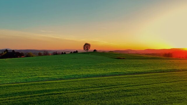 A solitary tree standing on a rolling green field during a breathtaking sunset. Warm golden light illuminates the landscape while distant hills create a peaceful rural panorama.
