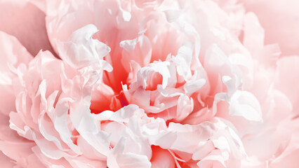 Fototapeta premium Soft pink and white flower peony macro close-up banner with delicate petal texture. Fresh and feminine floral background for skincare, cosmetics, spa treatments, perfumery, wellness beauty concepts.