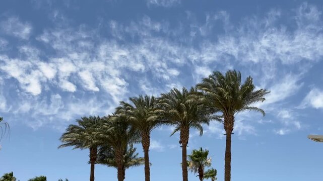 Timelapse of several palm trees against moving clouds, sky motion, tropical breeze, serene nature.