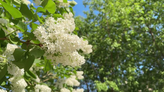 White lilac bush in full bloom, clusters of fragrant flowers, green leaves, spring garden freshness.