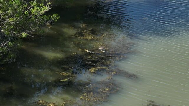 Tracking video clip of a black-crowned night heron perched on a floating log in marshy river water with green algae during daytime.