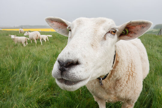 Close up white sheep in green field Flevoland