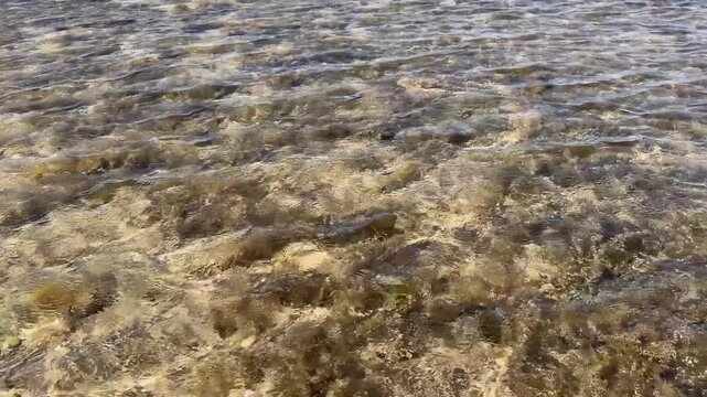 Coral reef shallow water, clear turquoise sea, sunlight rays, colorful marine life, peaceful tropical paradise.