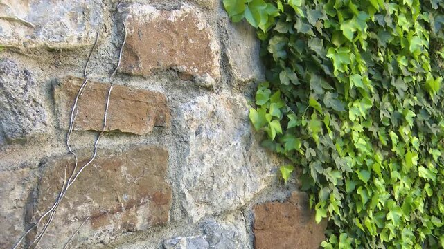 Green ivy leaves climbing on textured stone wall surface plant nature foliage