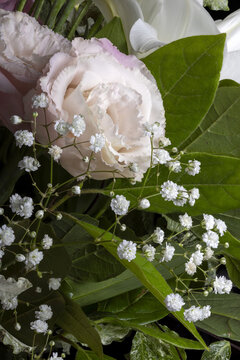 Macro shot of Lisianthus (eustoma russellianum grandiflorum) and baby's breath (gypsophila repens)  flowers in a bouquet .