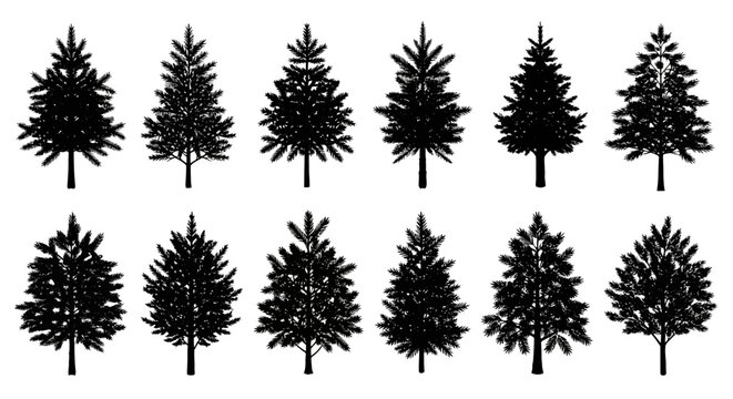 Collection of various pine tree silhouettes on white background for design and decoration