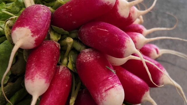 Radish close-up cinematic view. Macro shot of radish . Radish in slow motion.