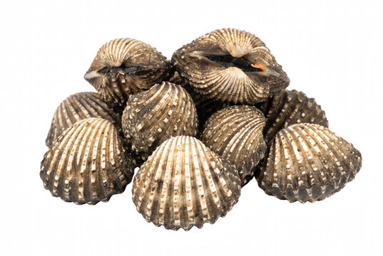Fresh raw blood cockles also known as Anadara granosa