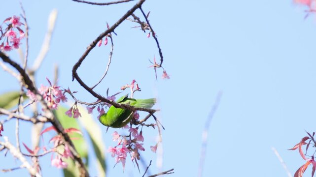 Admire the breathtaking colors of the male Orange-bellied Leafbird (Chloropsis hardwickii), a vibrant species native to the subtropical forests of Southeast Asia. This high-definition shot showcases 