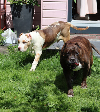Two dogs playing in the garden on a sunny summer day. Brown and white American Pit Bull Terriers