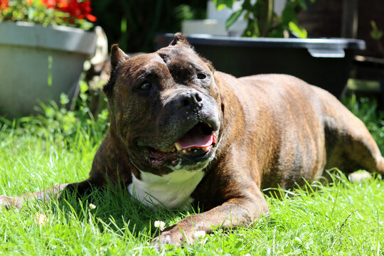 American Pit Bull Terrier resting on green grass in park. Rescue dog concept. Senior dog close up photo. 
