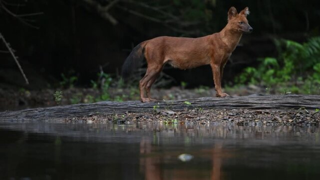 Rare Encounter with a Pack of Dholes (Asiatic Wild Dogs)