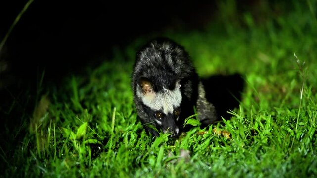 Up Close with the Asian Palm Civet: Nature's Night Crawler