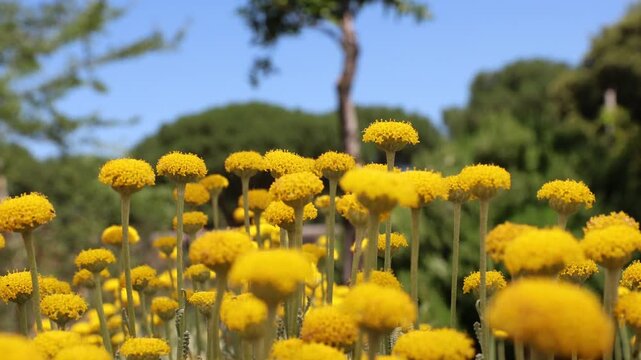 A close-up shot of yellow Santolina chamaecyparissus flower heads reaching towards a clear blue sky, with a soft-focus garden background.