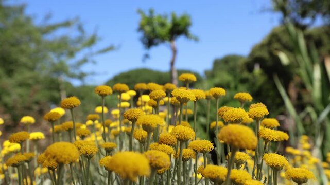 A close-up shot of yellow Santolina chamaecyparissus flower heads reaching towards a clear blue sky, with a soft-focus garden background.