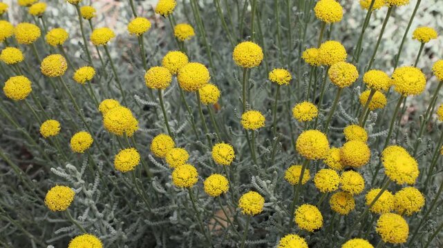 A detailed close-up of the foliage and characteristic yellow flower heads of the Santolina chamaecyparissus, also known as cotton lavender, showing its unique silver-grey texture.