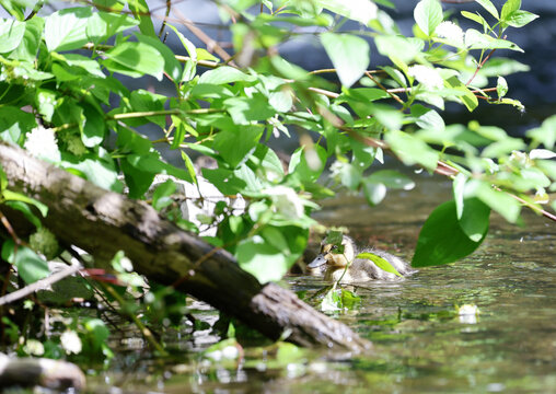 caneton colvert dans une rivi&egrave;re, Qu&eacute;bec, Canada