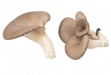 Fototapeta premium Edible Oyster Mushrooms Pleurotus Ostreatus