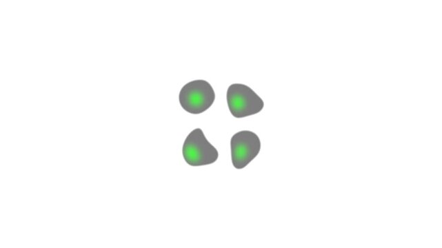 Reproduction of bacteria and viruses. Gray circles with jagged edges and a green dot, changing shape. Motion graphics animation.