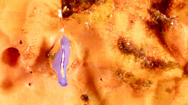 Indonesia, Komodo, Racing Stripe Flatworm (Pseudoceros bifurcus)