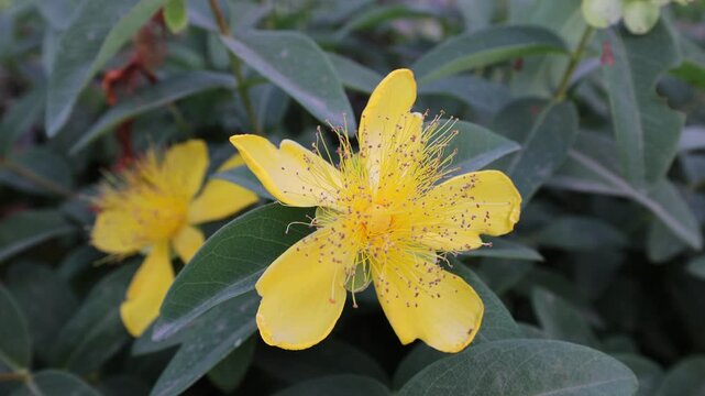 A detailed close-up of Hypericum (St. John's Wort) flowers in bloom, showing their characteristic bright yellow petals and numerous prominent stamens, surrounded by lush green foliage.
