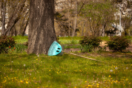 Rake and stick resting against a tree in a park during daytime with grass and plants around