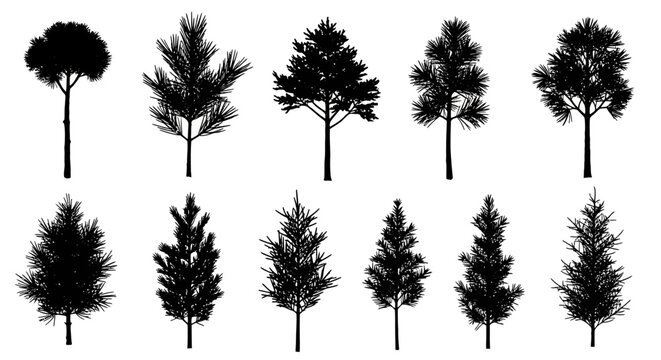 Collection of various pine tree silhouettes on white background