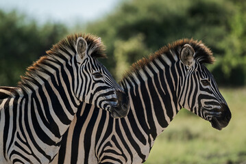 Pair of zebra pause for a moment  © Mark Butler 
