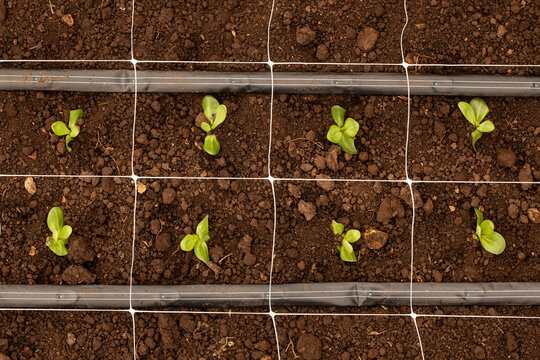 Fresh green seedlings grow in neat rows on a farm in the afternoon sun under a clear sky