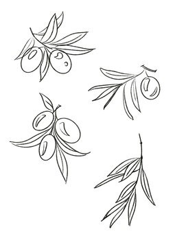 Set of black and white olive branch sketches. Collection of hand-drawn olive branches and olives in a clean black and white line art style.