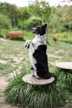 Cute dog doing trick on platform at training ground