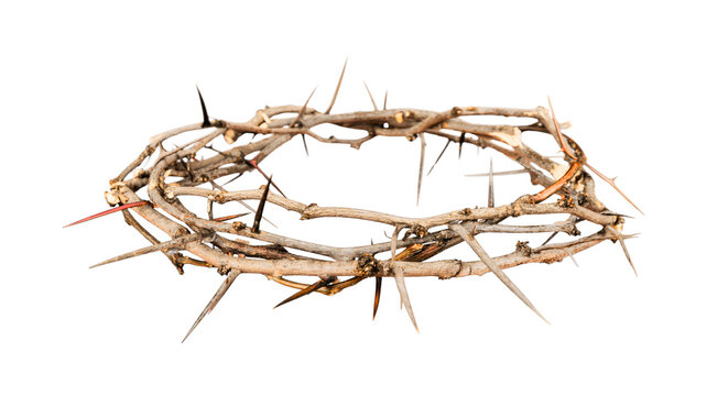 crown of thorns