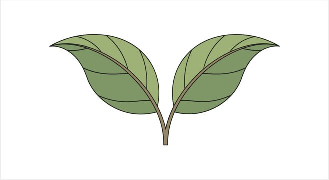 Two Green Leaves Growing from a Single Stem.