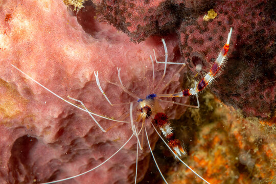 Indonesia, Komodo, Coral Banded Shrimp, Banded Boxer Shrimp (Stenopus hispidus)