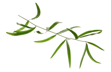 Fototapeta premium Branch with green bamboo leaves isolated on white
