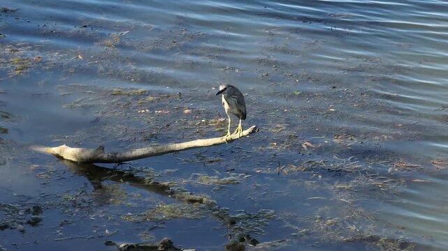 Tracking video clip of a black-crowned night heron perched on a floating log in marshy river water with green algae during daytime.