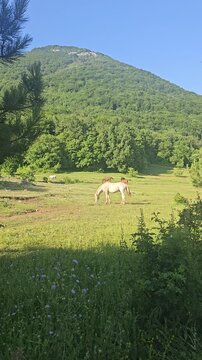 white horse eating grass at dajti mountain tirana albania