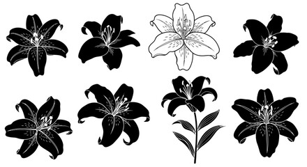 Fototapeta premium Black and white lily flower illustrations.