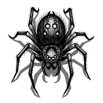 Realistic black widow spider vector illustration