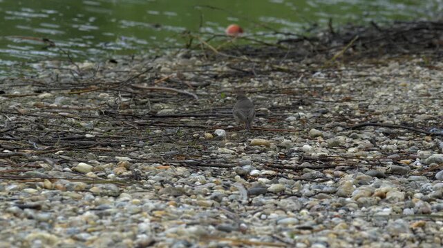 Black Redstart Foraging on a Pebbled Lake Shore - 4K Wildlife Slow Motion Shot