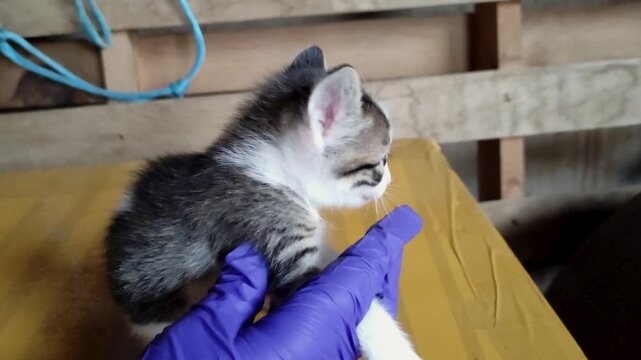 An abandoned cat found is examined by a rural veterinarian while snorting and terrified.
