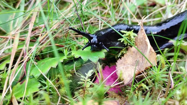 A black slug slithers slowly across the leaf litter