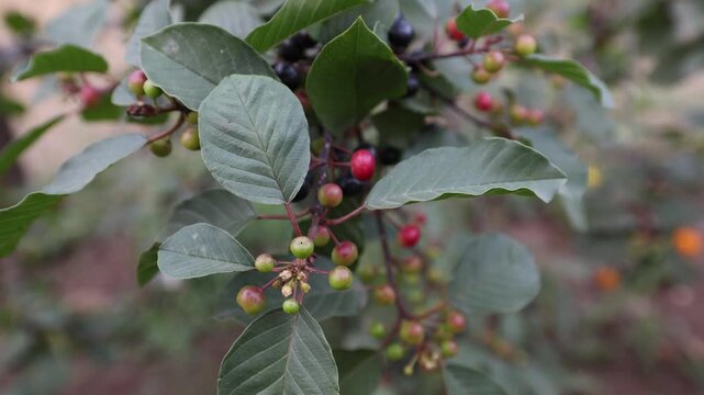 Close-up of Frangula alnus berries and foliage.