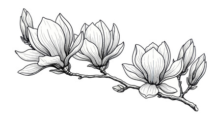 Detailed illustration of magnolia flowers. © firia