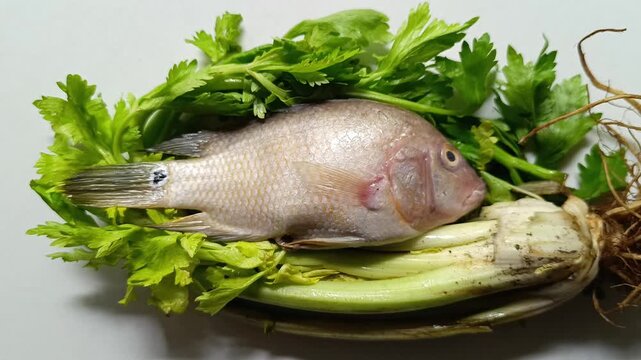 Studio shot of an isolated freshwater mojarra cichlid fish specimen from Lake Peten Itza placed over raw celery stalks and green leaves on a solid white background in Peten, Guatemala.