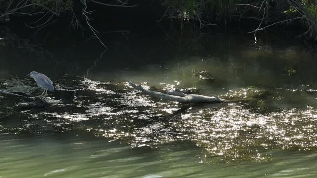 Tracking video clip of a black-crowned night heron perched on a floating log in marshy river water with green algae during daytime.